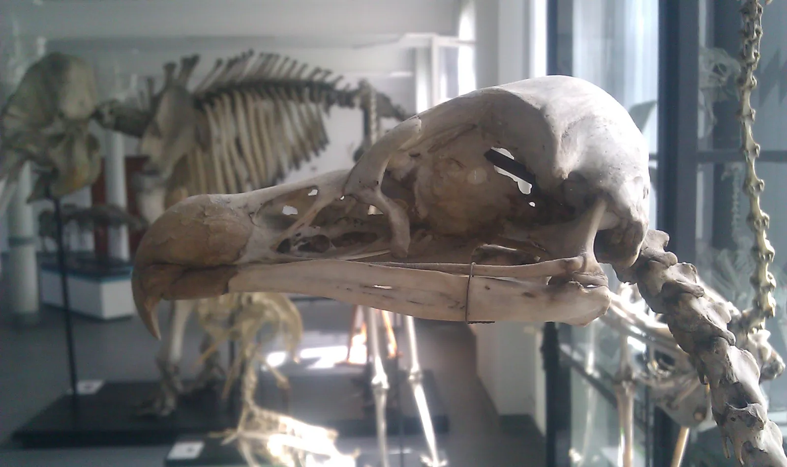 Muzeum Przyrodnicze