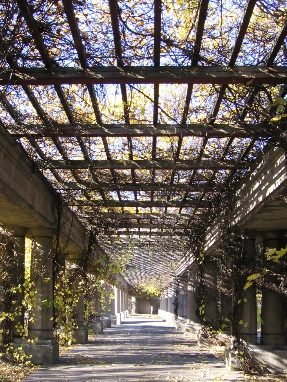 Pergola we Wrocławiu