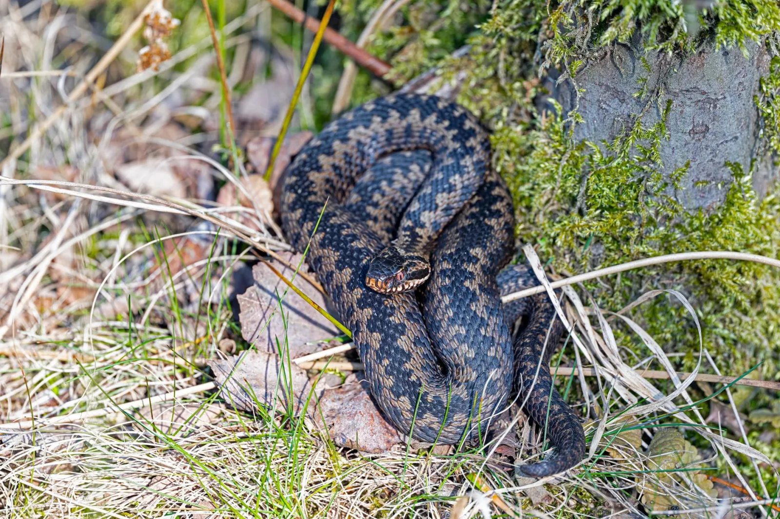 Close-up of a European adder (Vipera berus) resting in a forest setting.